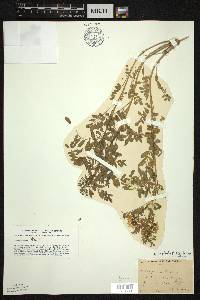 Astragalus neglectus image