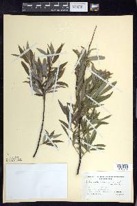 Salix petiolaris image