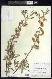 Salix petiolaris image