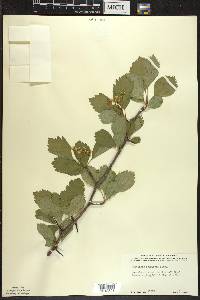 Crataegus douglasii image