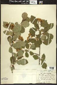 Crataegus douglasii image