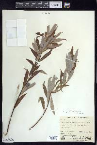 Salix petiolaris image