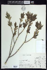 Salix lucida image