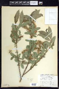 Salix lucida image