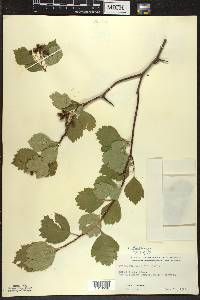 Crataegus douglasii image