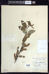 Salix pyrifolia image