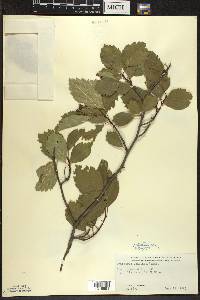 Crataegus douglasii image