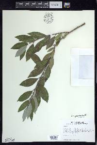 Salix myricoides image