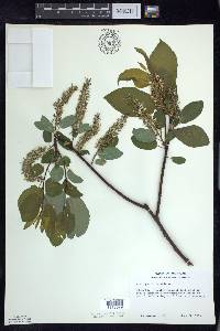 Salix pyrifolia image