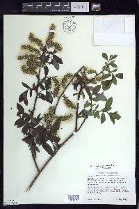 Salix myricoides image