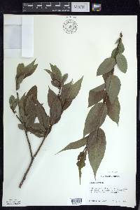 Salix lucida image