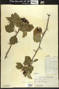 Crataegus douglasii image