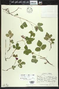 Rubus × paracaulis image