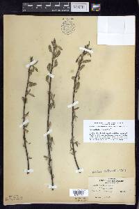 Salix sericea image