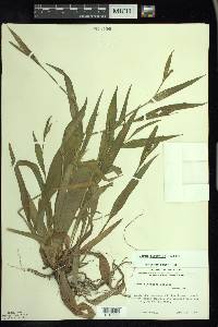 Carex albursina image