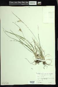 Carex aurea image