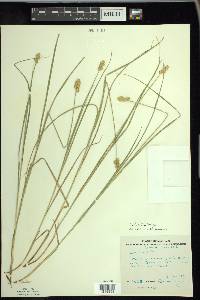 Carex bebbii image