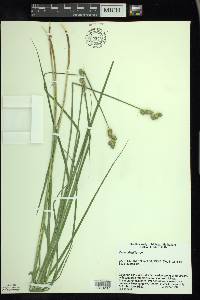 Carex alata image