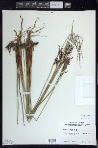 Juncus balticus subsp. littoralis image