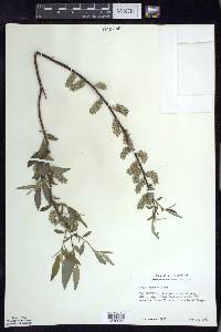 Salix sericea image