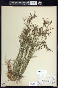 Juncus brachycephalus image