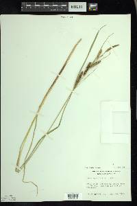 Carex aquatilis var. aquatilis image
