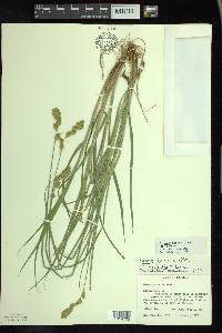 Carex argyrantha image