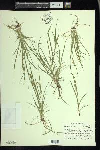 Carex aurea image