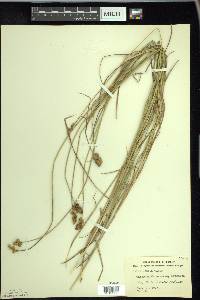 Carex bebbii image