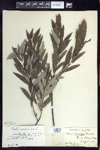 Salix sericea image