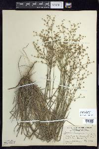 Juncus brachycephalus image