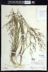 Juncus brachycephalus image