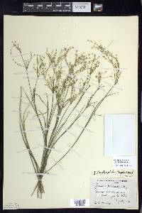 Juncus brachycephalus image