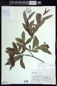 Salix serissima image