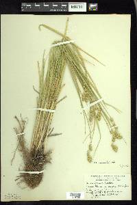 Carex argyrantha image