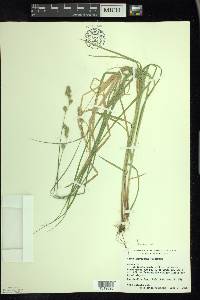 Carex argyrantha image