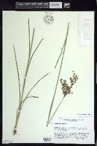 Juncus biflorus image