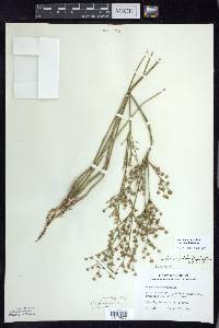 Juncus brachycephalus image