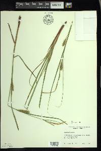 Carex atherodes image