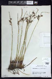 Juncus balticus subsp. littoralis image