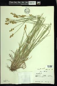 Carex adusta image