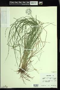 Carex arcta image