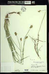 Carex adusta image