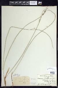 Juncus balticus subsp. littoralis image