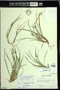 Carex backii image