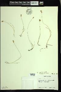 Carex adusta image