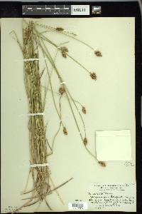 Carex bebbii image