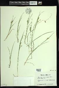 Carex aurea image