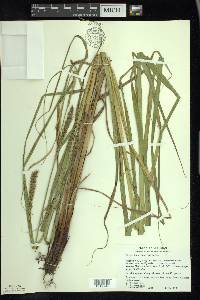 Carex atherodes image