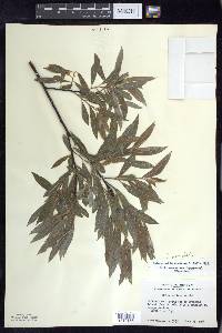 Salix petiolaris image